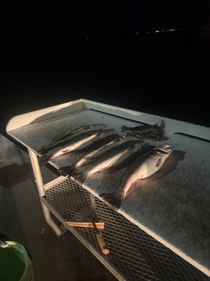 IMG_3731.jpeg