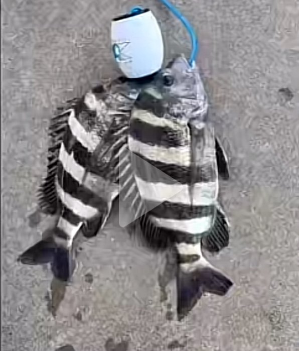 Sheepshead fishing in Palacios 12/17